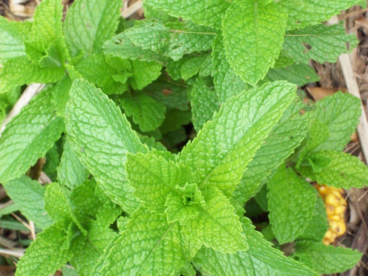 the-benefits-and-uses-of-peppermint-essential-oils