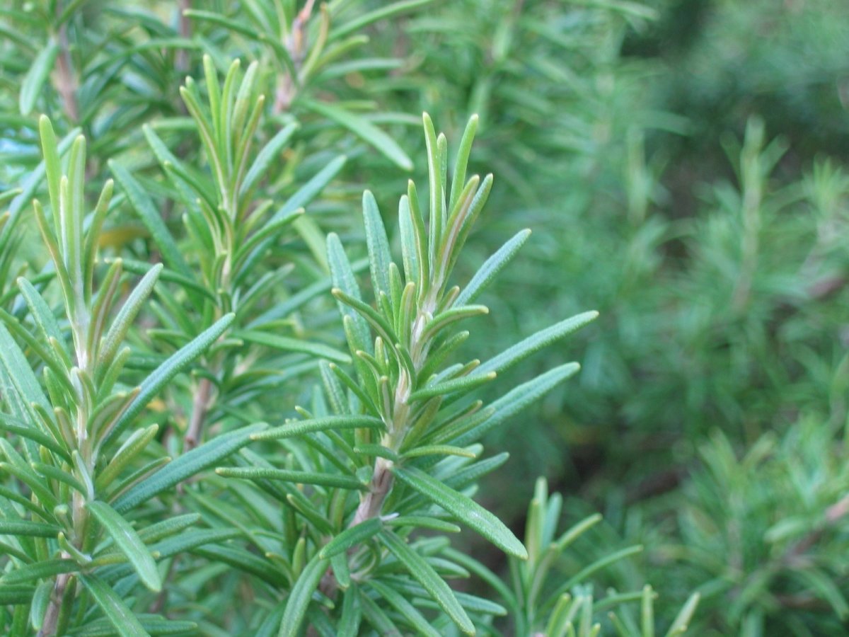 Rosemary is one of the best oils to use for respiratory health, and is also an economical choice.