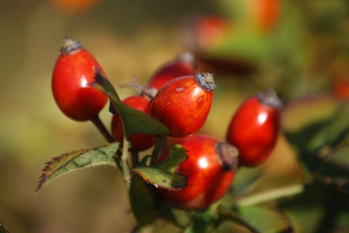 Rosehip oil is an excellent choice for aging skin.
