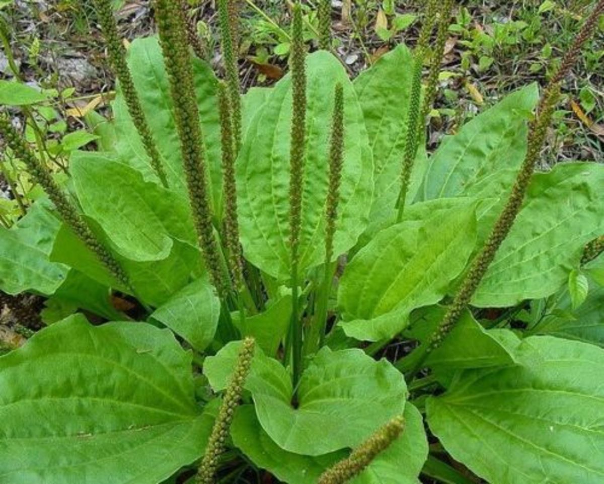 The broadleaf plantain is one of the most abundant and widely distributed medicinal plants in the world, and was one of the first plants that colonists brought to America.
