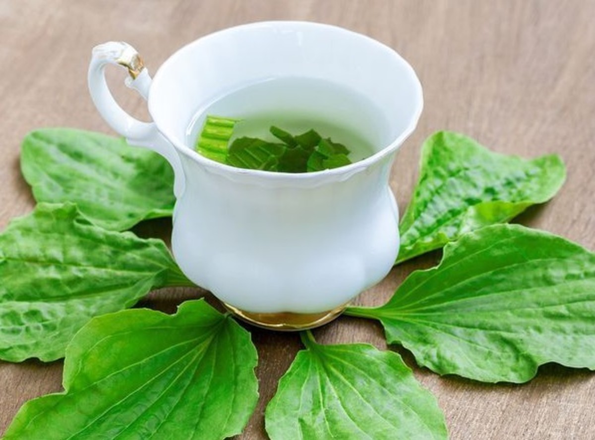 Plantain tea can help alleviate symptoms of cold and flu.