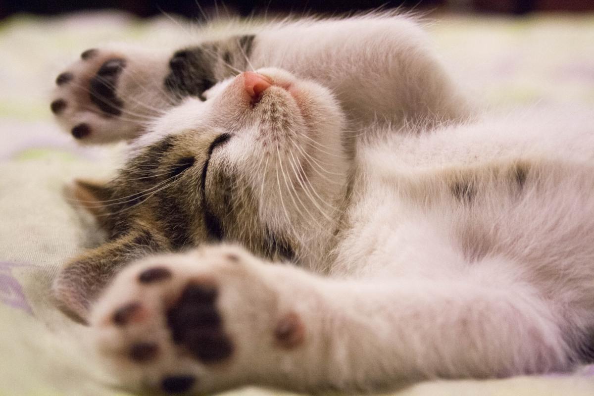 If we slept more, maybe we can be as happy as this kitten looks.