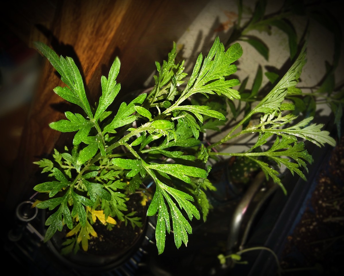 Mugwort is a hardy herb to grow, as long as water is regularly added when needed and as ource of light is near by. You too can garden this lovely plant!