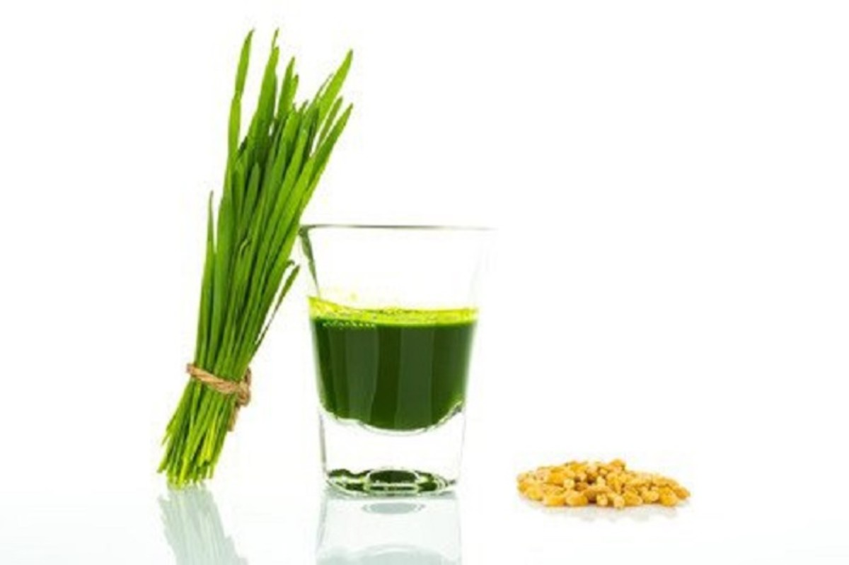 Wheatgrass The Health Benefits and the Hype RemedyGrove