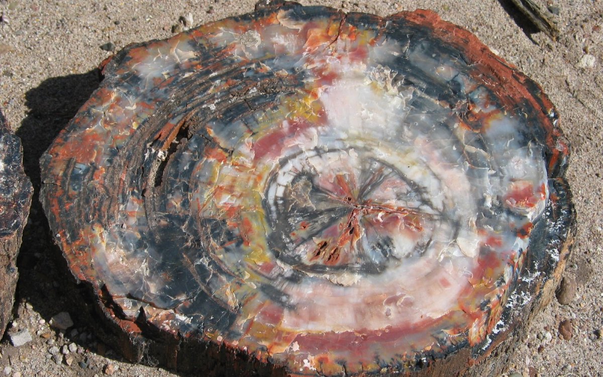 Petrified wood is coloured based on which minerals are present in the environment.