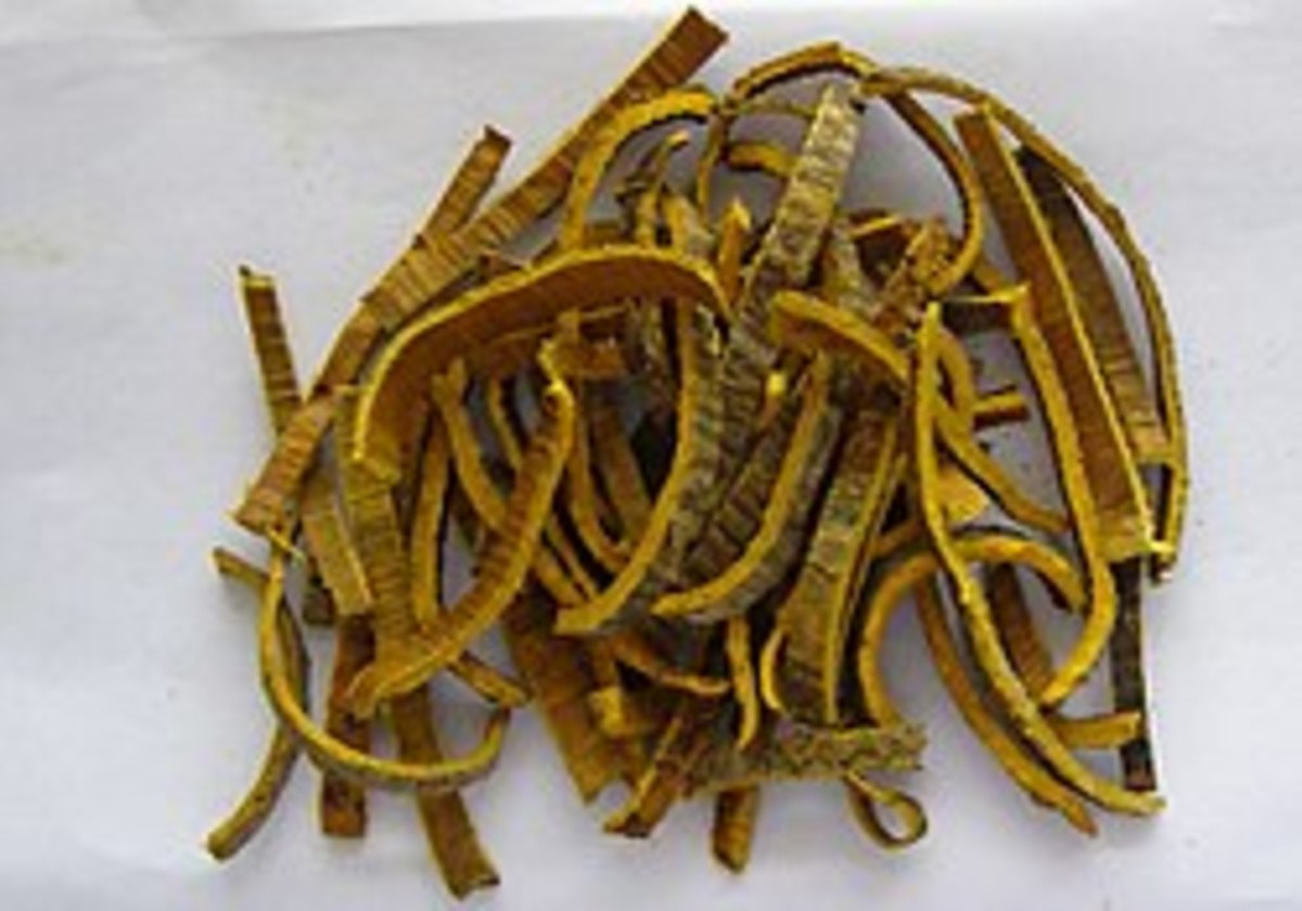Dried Huangbai Phellodendron amurense. Prepared in a tea it is at its most potent.