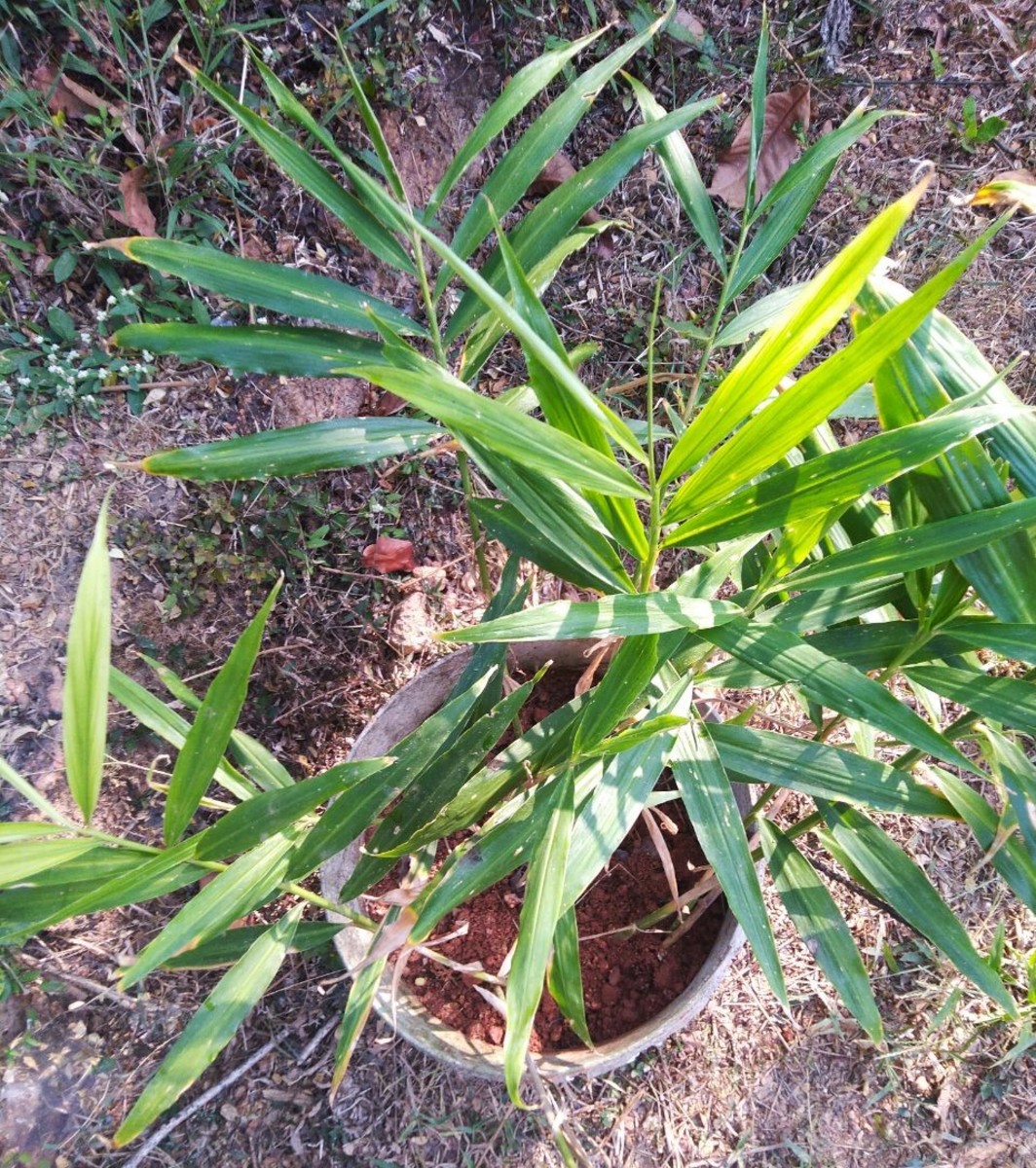 Ginger Plant
