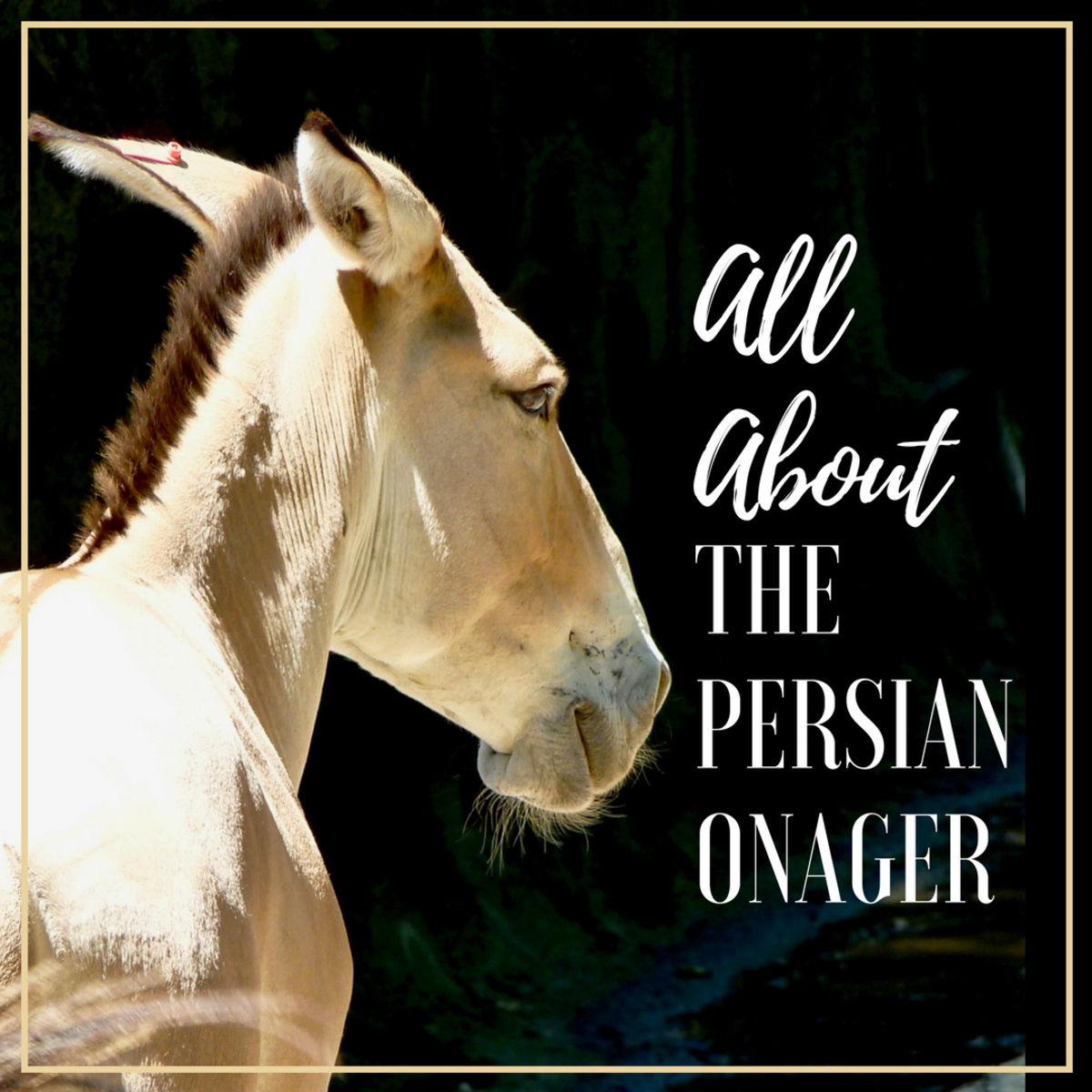 Learn all about the Persian Onager.