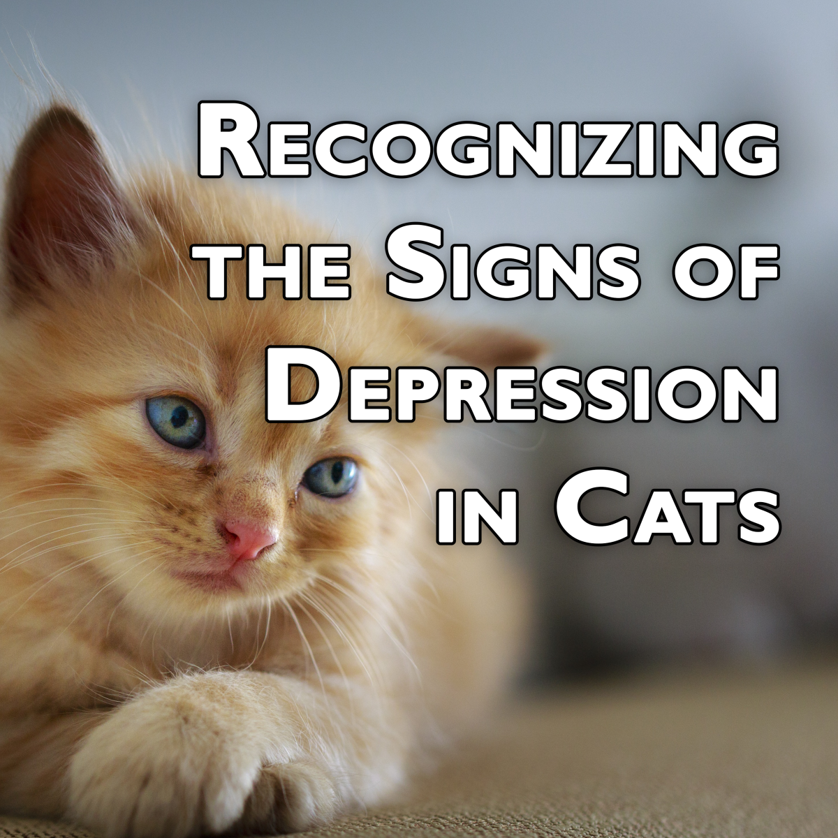 recognizing-the-signs-of-depression-in-cats-how-to-know-if-your-cat-is