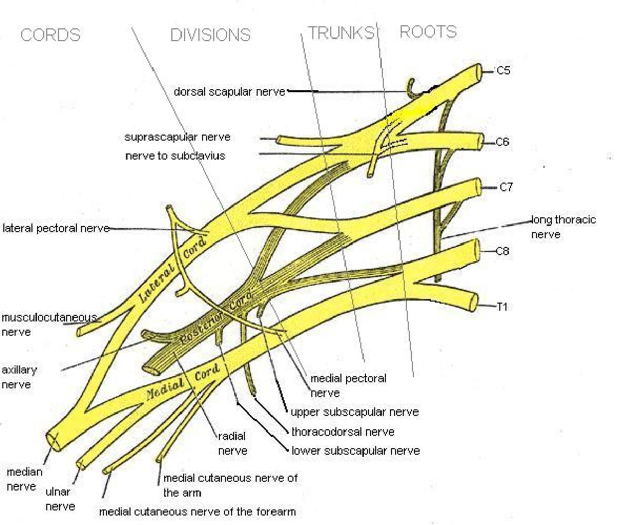 Diagram shows the brachial plexus - note the combinations and divisions that end up becoming the nerves of the shoulder, arm and hand. 