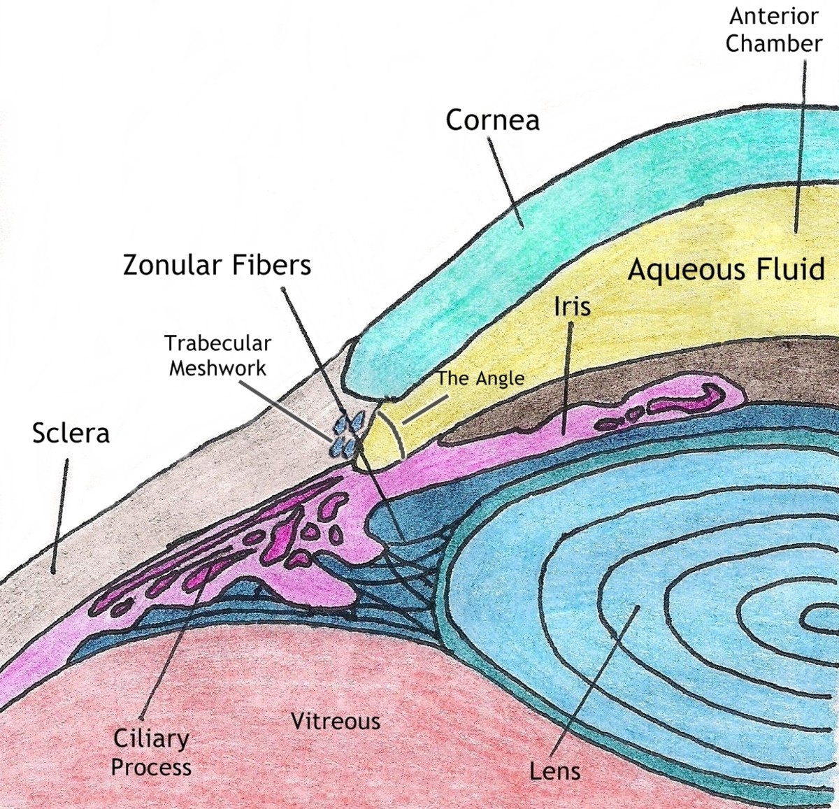 The structures of the anterior chamber showing the trabecular meshwork through which the aqueous fluid drains.