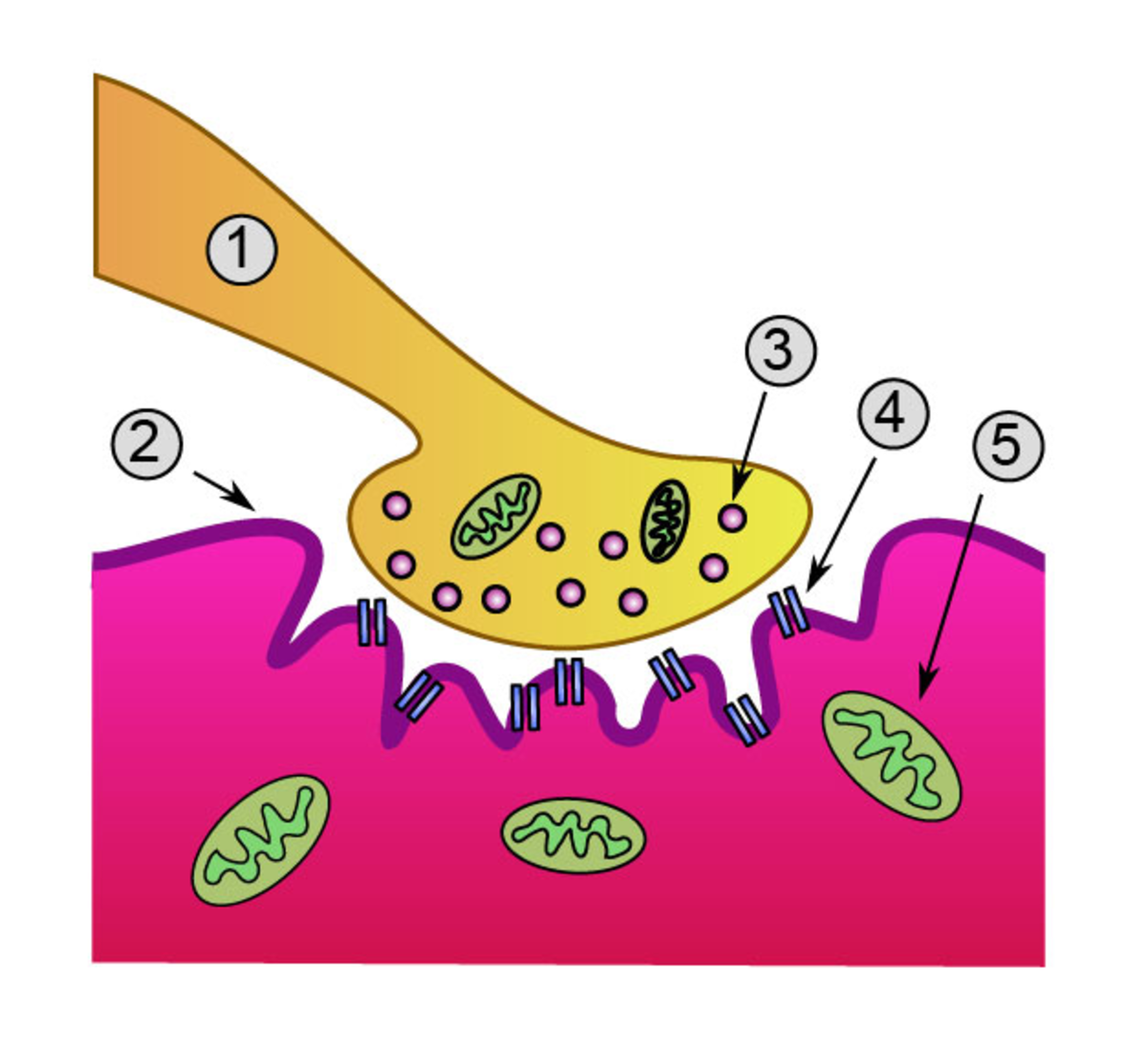 1- Axon of nerve 2- motor end plate on muscle fiber 3- Acetylcholine vesicle 4- Acetylcholine receptor on muscle fiber 5- mitochondrion
