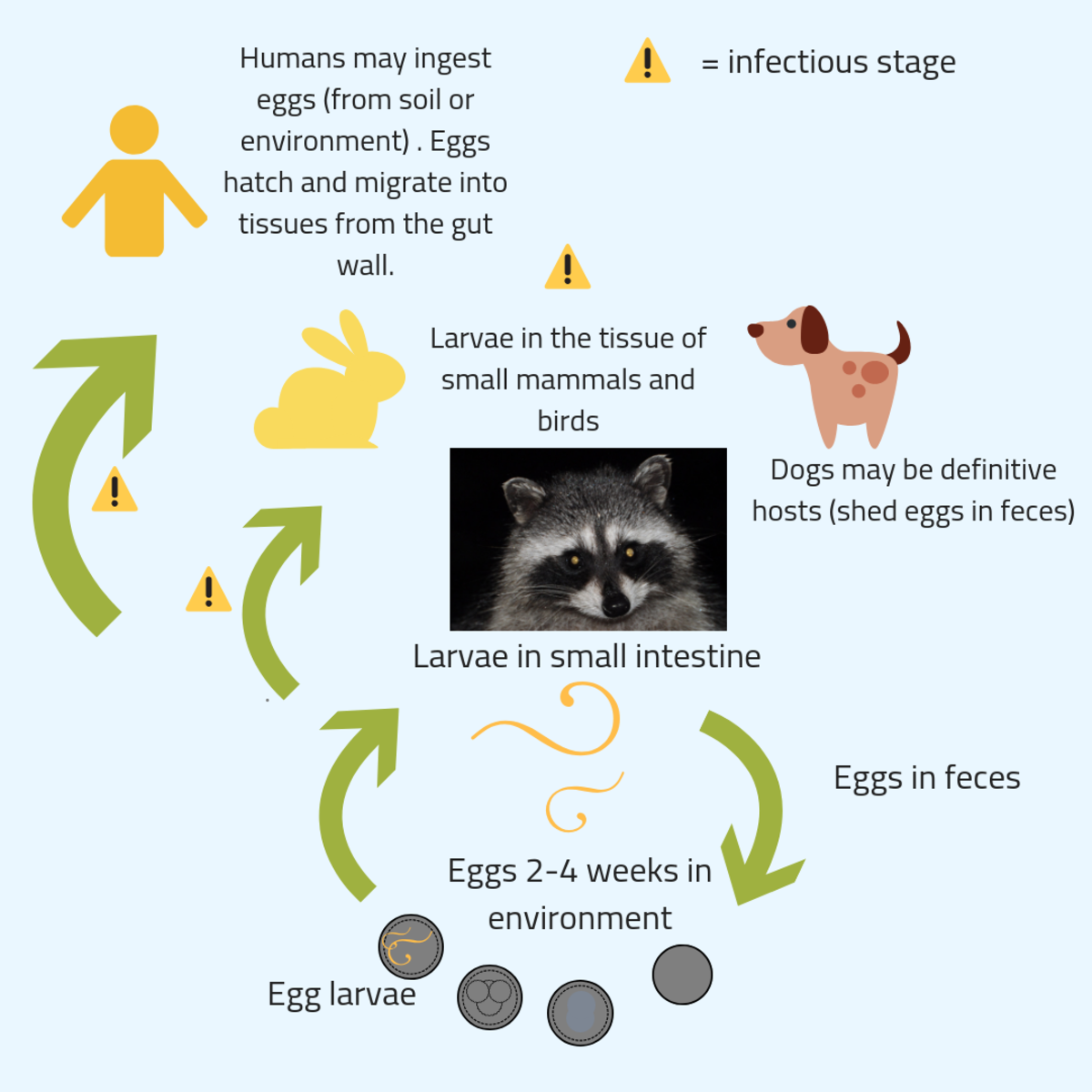 Raccoon roundworm lifecycle. Sourced from the CDC.