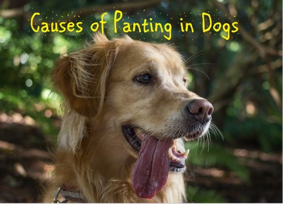 15 Causes of Panting in Dogs PetHelpful By fellow animal lovers and