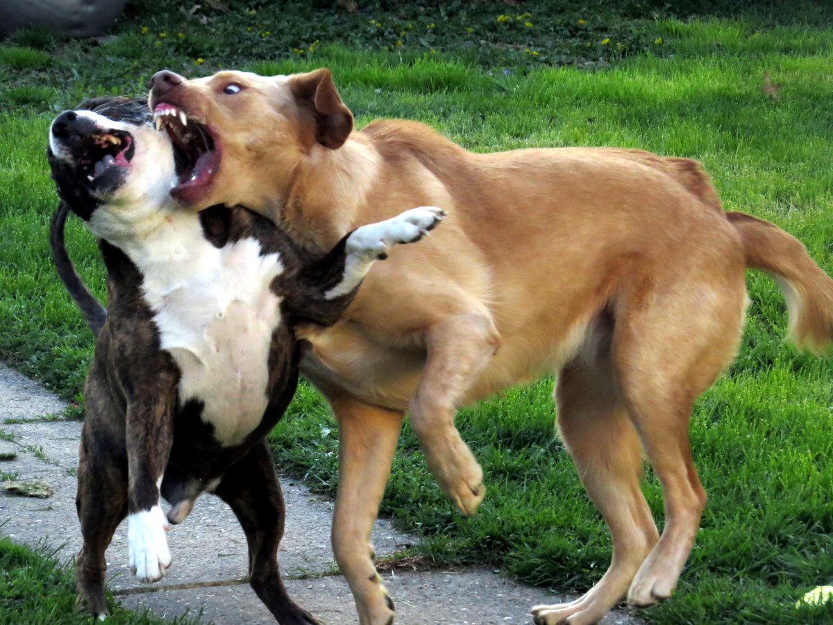 You usually can stop your dogs from fighting all the time.
