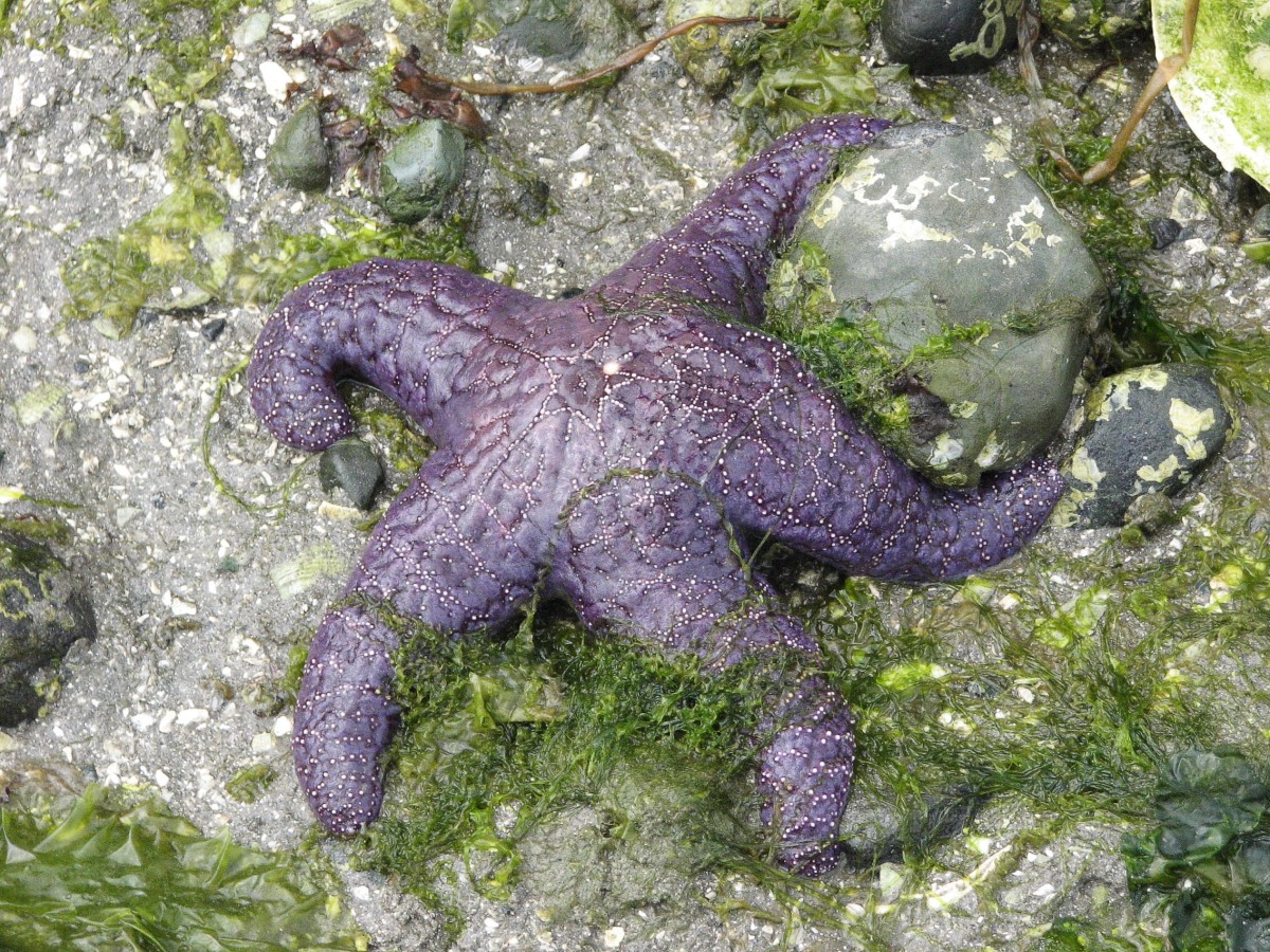 The ochre sea star on Salt Spring Island in British Columbia