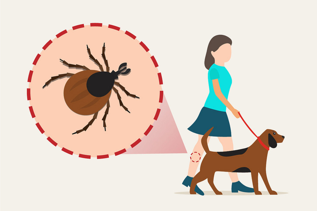 What do you do to prevent ticks in your dogs? Photo by Insight Pest CC BY-SA 2.0