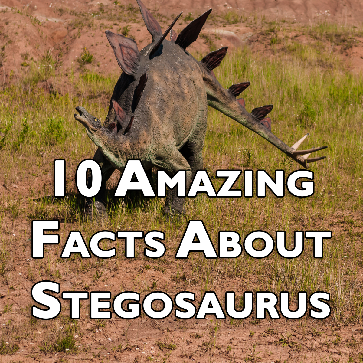 10 Amazing Facts About Stegosaurus: Ten Things You Probably Didn’t Know About Stegosaurus