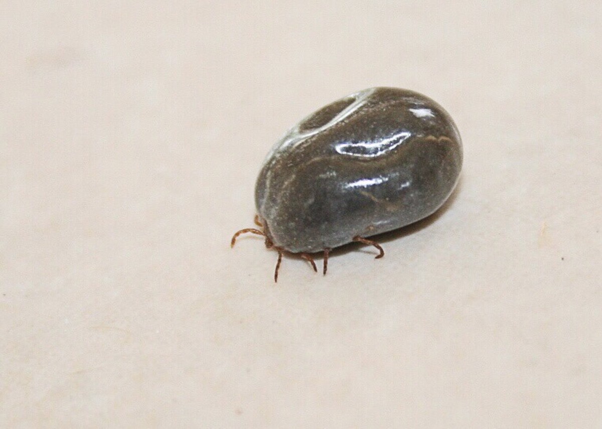 The Invasive Longhorned Tick and Its Potential Health Effects