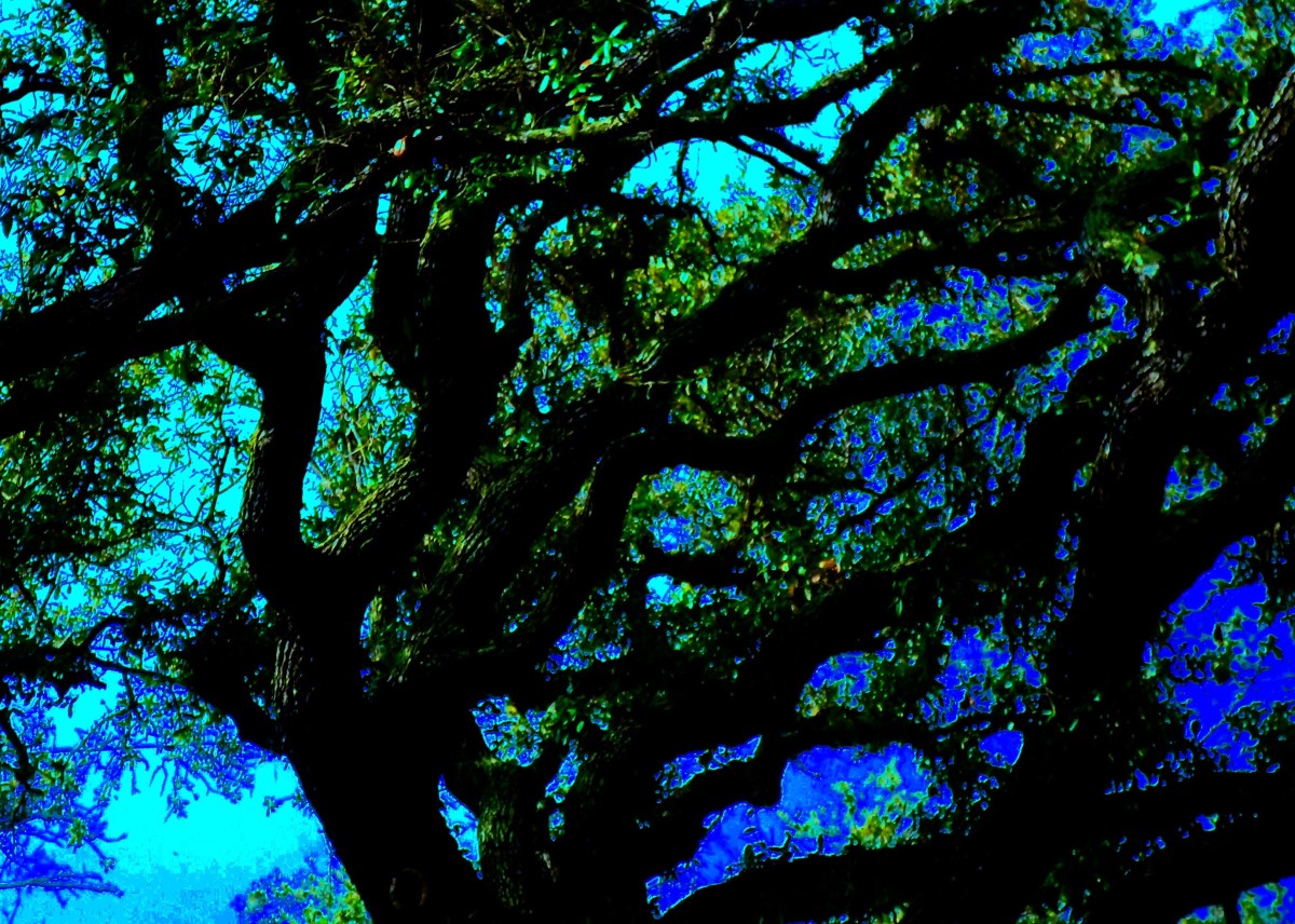 An ancient oak tree with bright blue skys behind it.