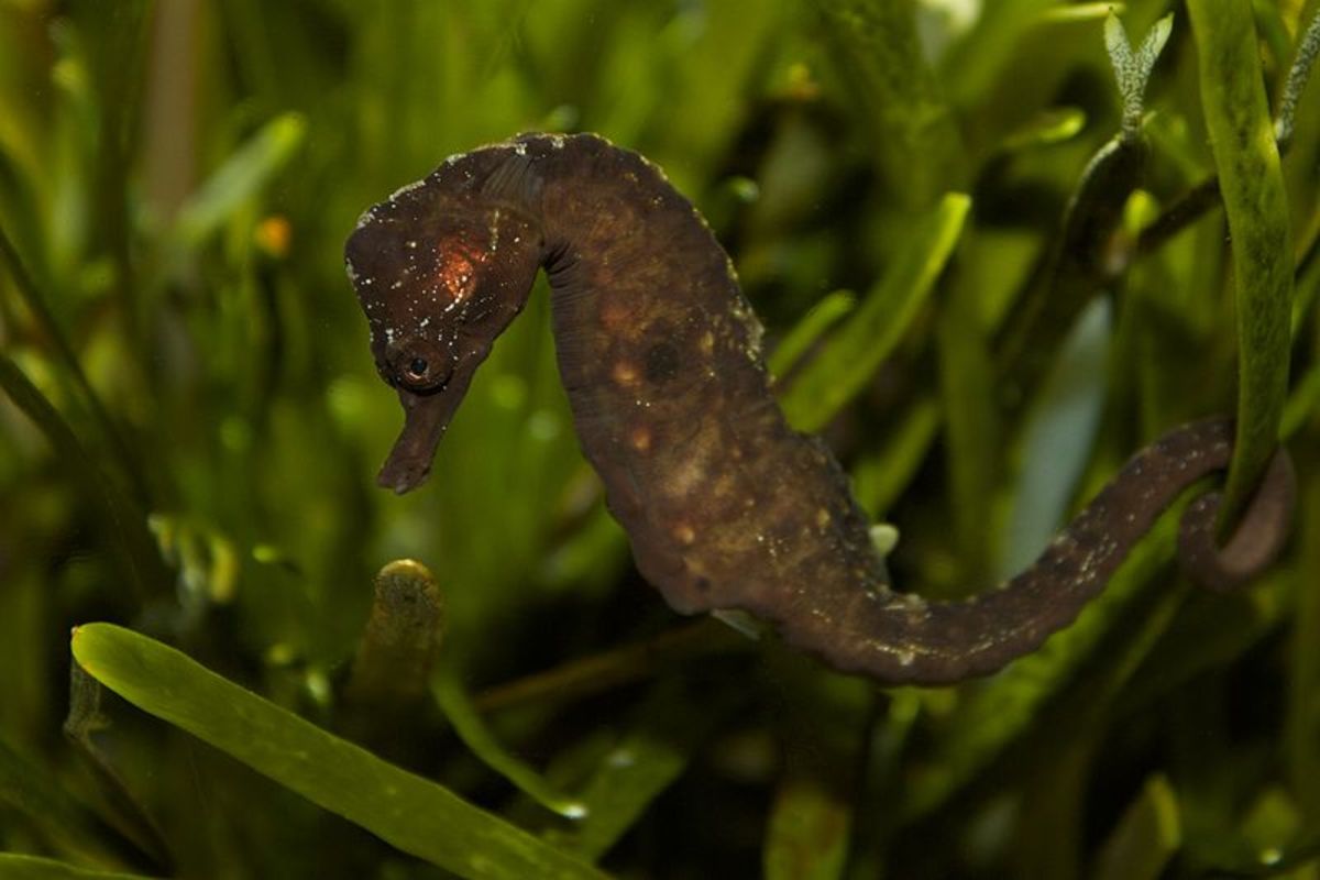 Only in South Africa: The Knysna Seahorse