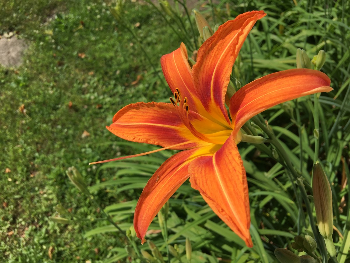 Most of us refer to the flower in this picture as an Orange Lily or a Tiger Lily.  A few varieties have edible roots and serve some medicinal purposes. 