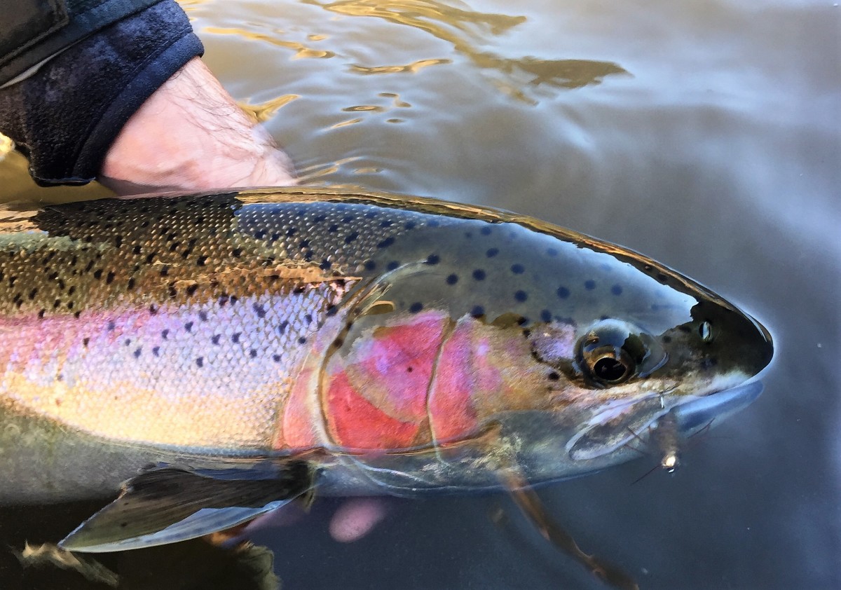 A gorgeous steelhead trout. 