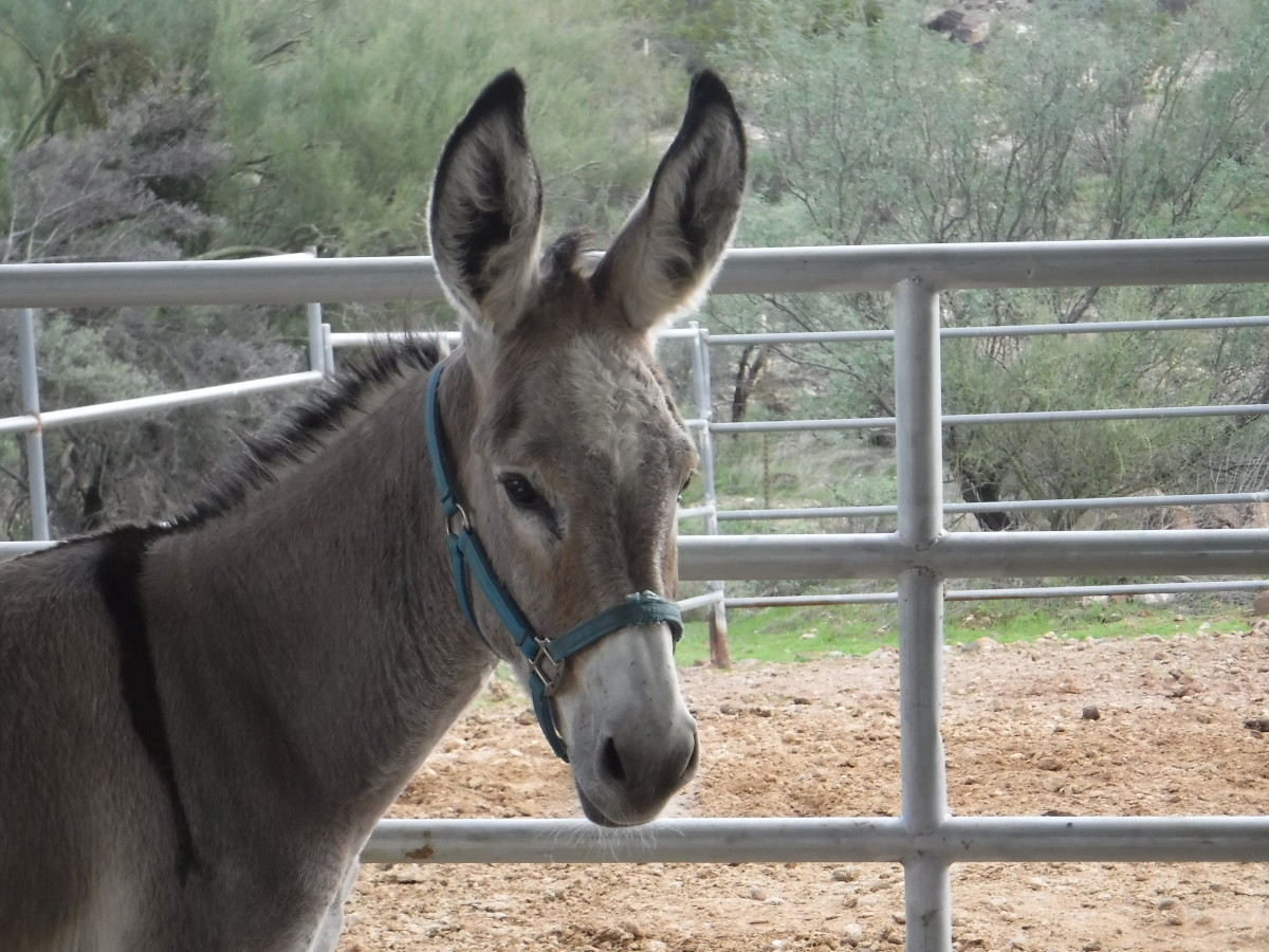 Olivia the burro.