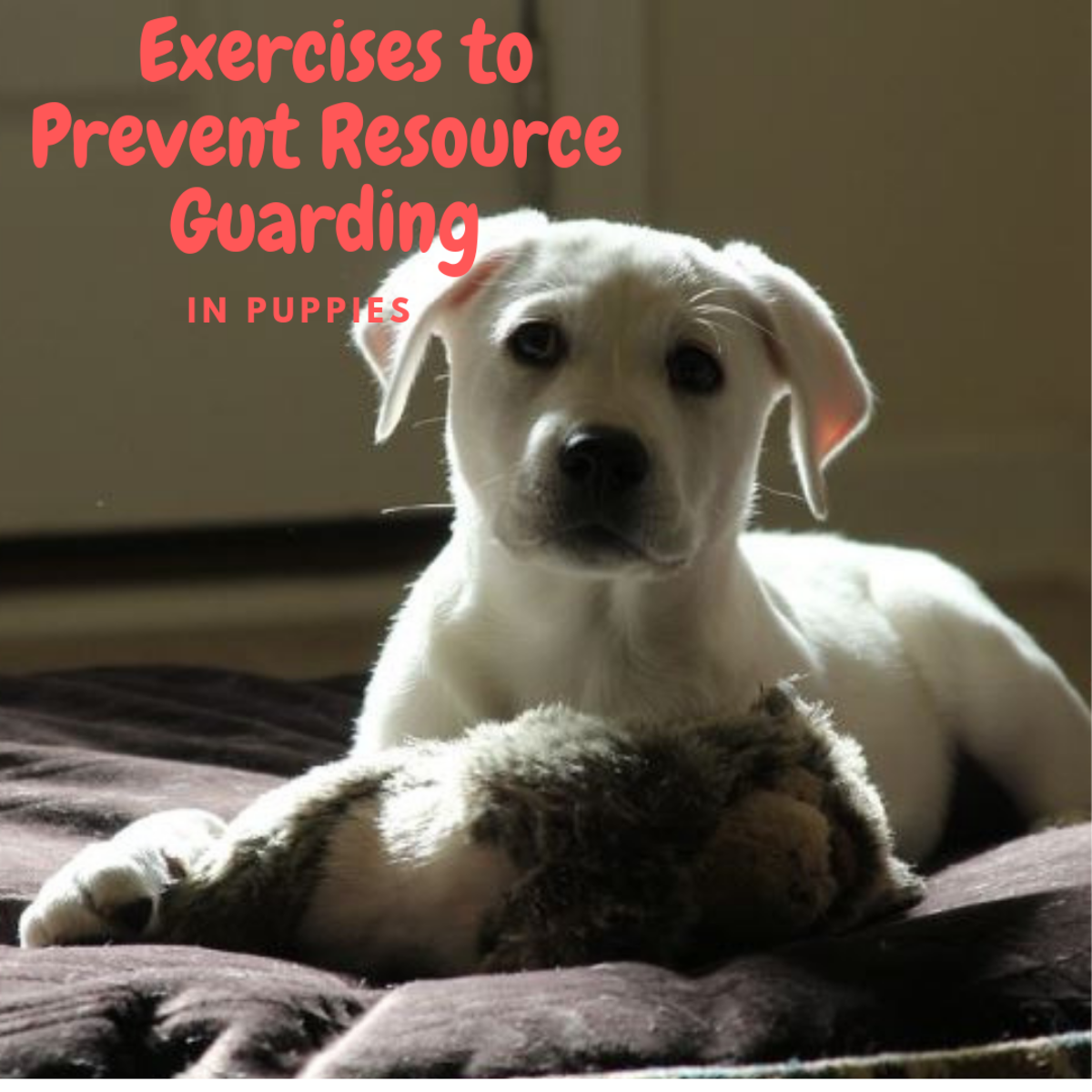 puppy resource guarding bone