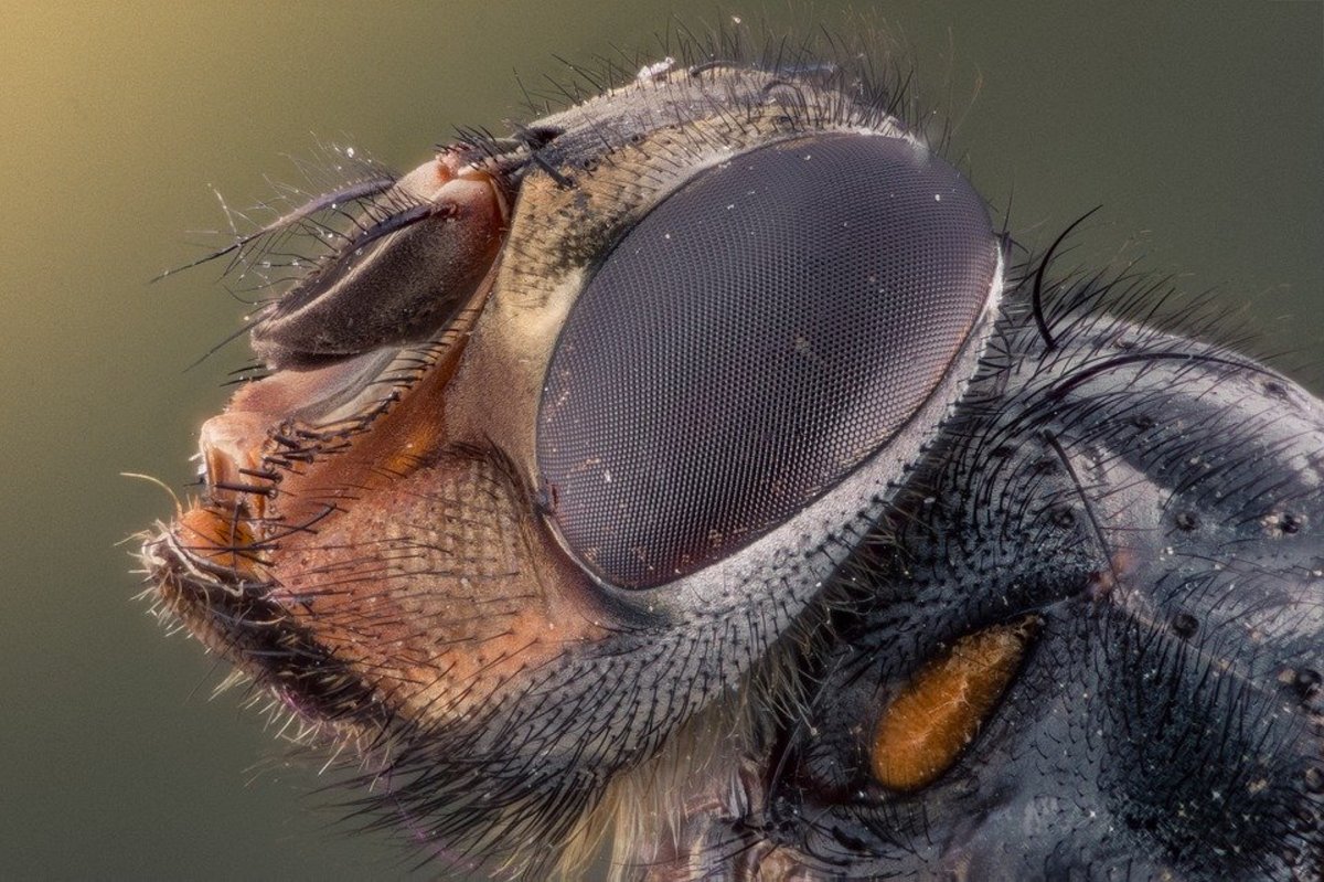 Macro Photography Tutorial: How to Take Stunning Close-Ups You'll Love