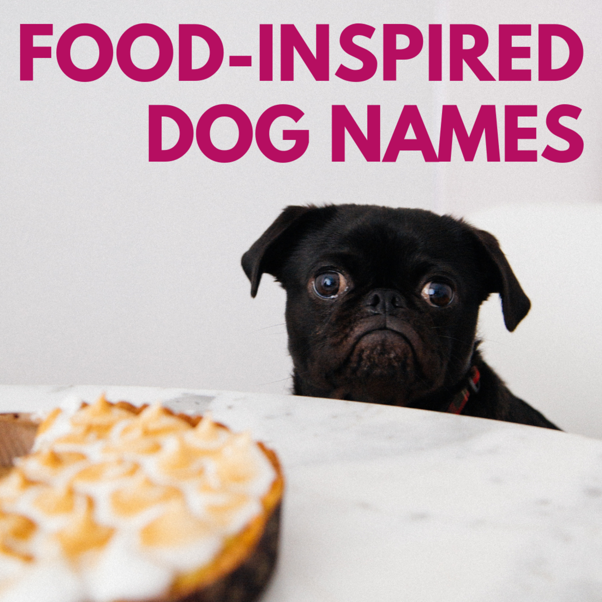 Food-inspired dog names, for foodies!