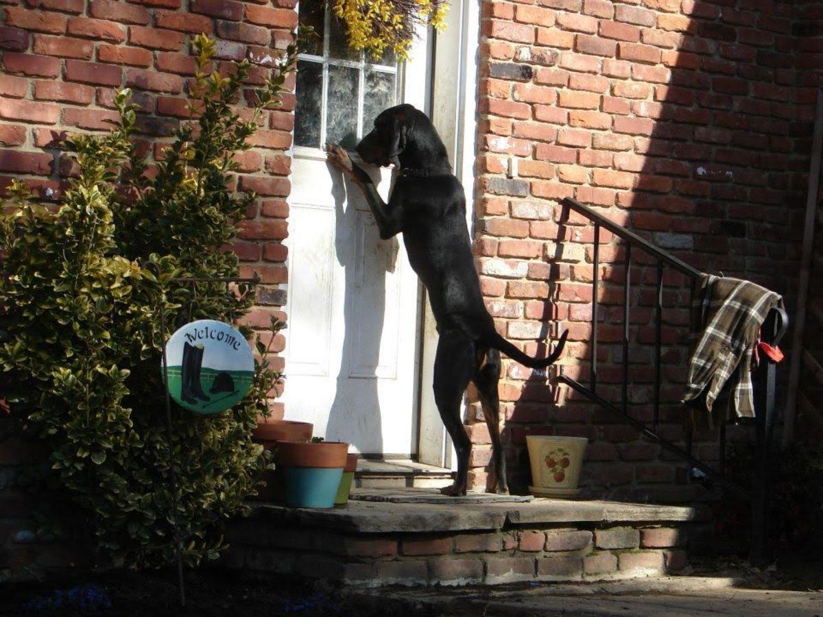 Once the hounds learn how good life can be in the house sometimes they can't wait to come back inside!