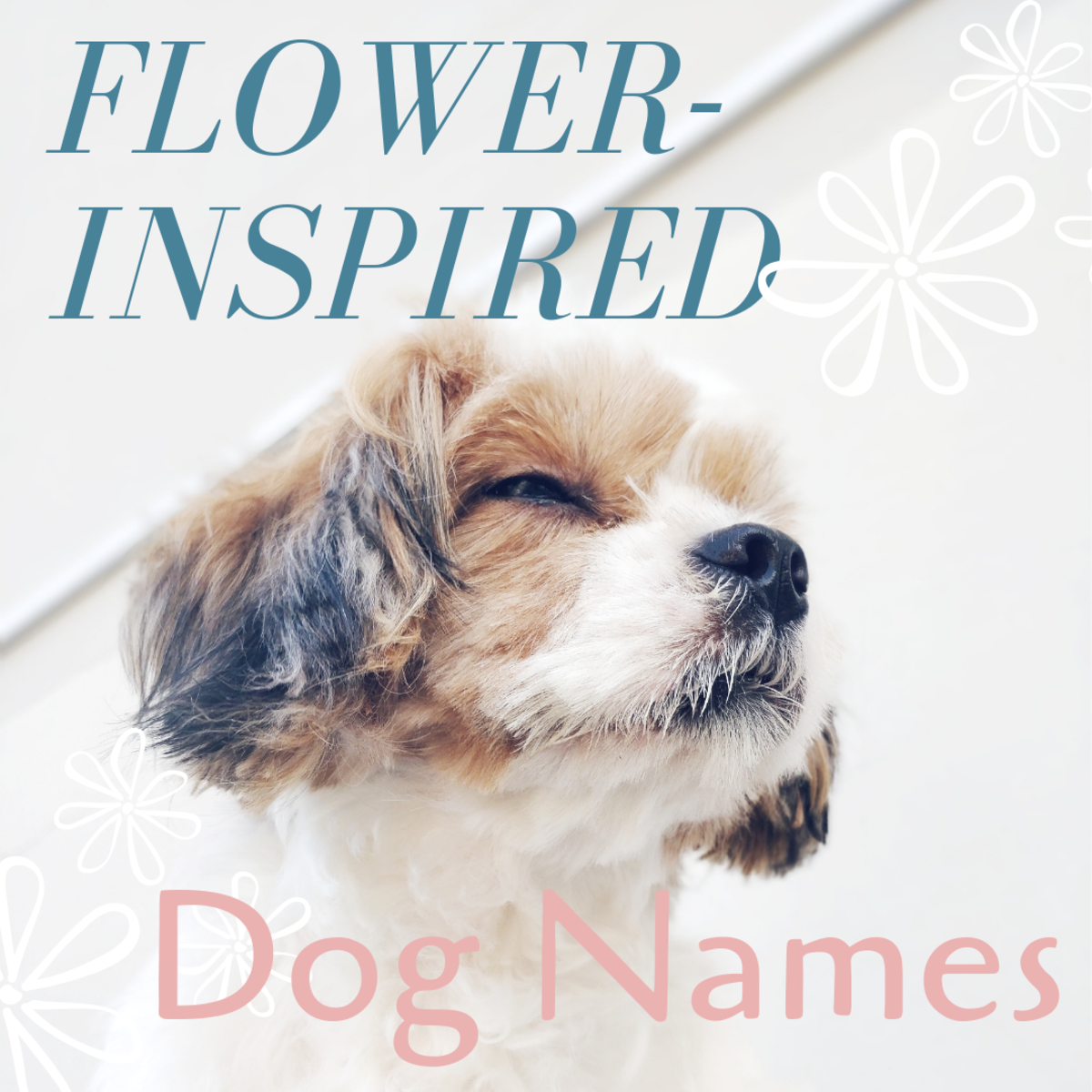 150 Beautiful And Uncommon Flower Names For Dogs PetHelpful