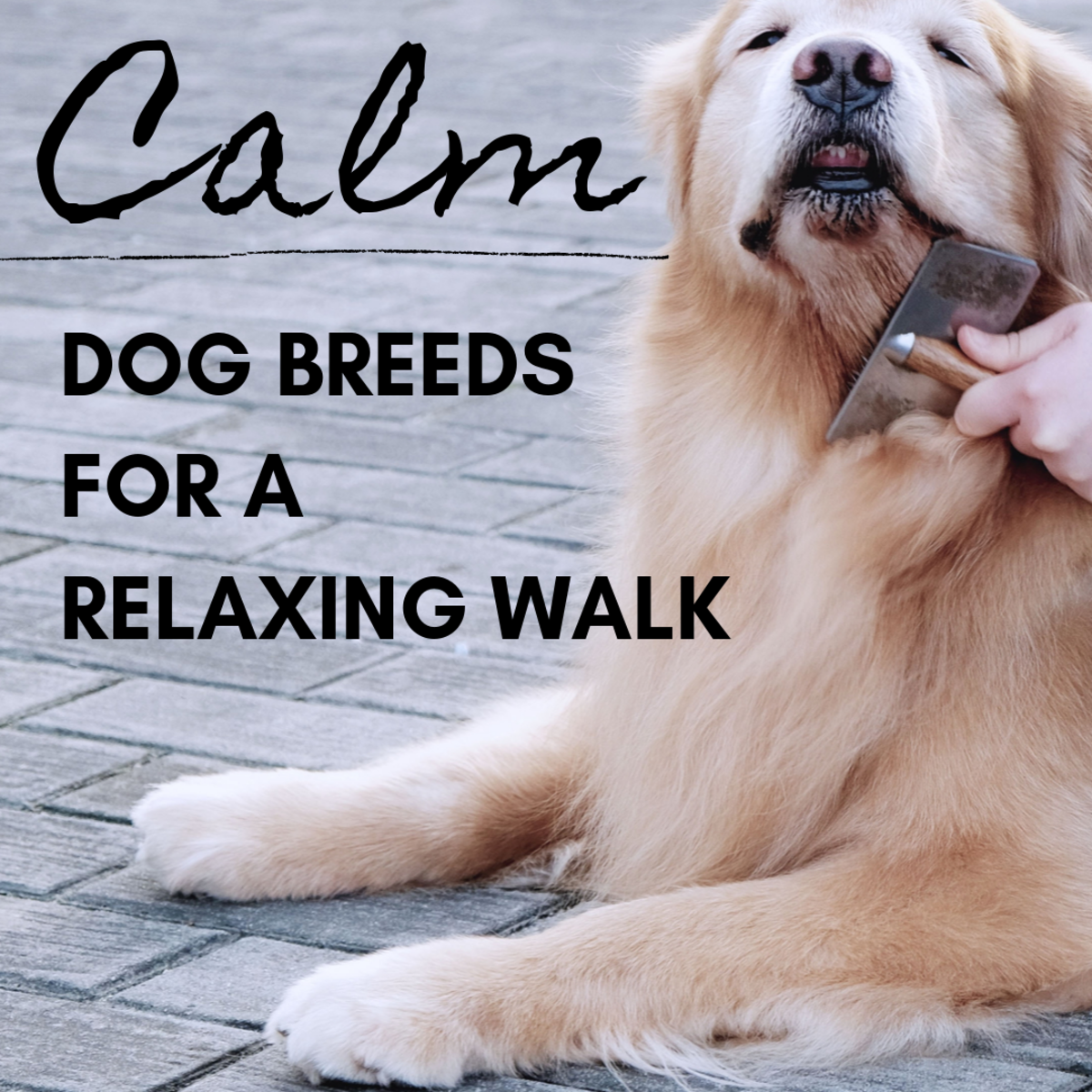 17 Calm Dog Breeds With Easygoing Personalities