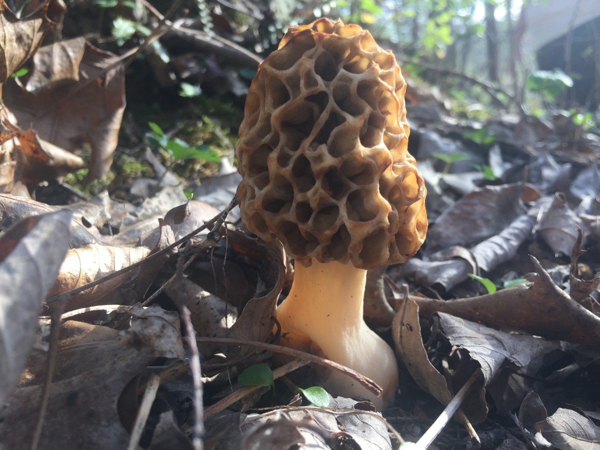 Morel mushroom.  