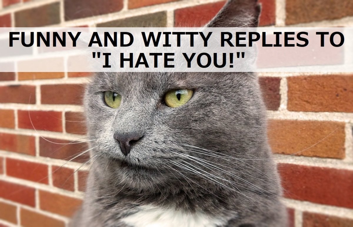 I Hate You Cat Memes