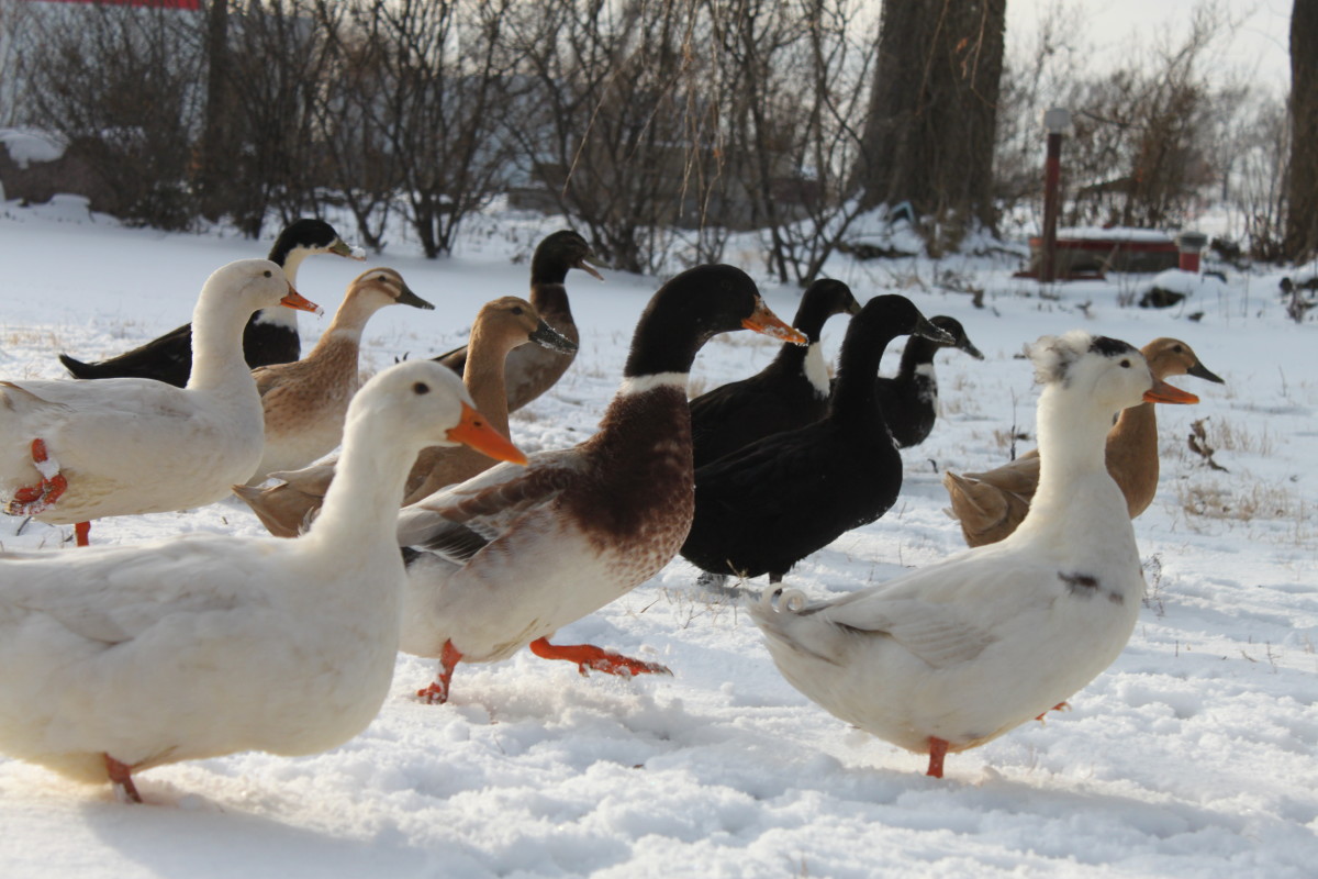 Like chickens, ducks come in a wide range of colors, shapes, and purposes.