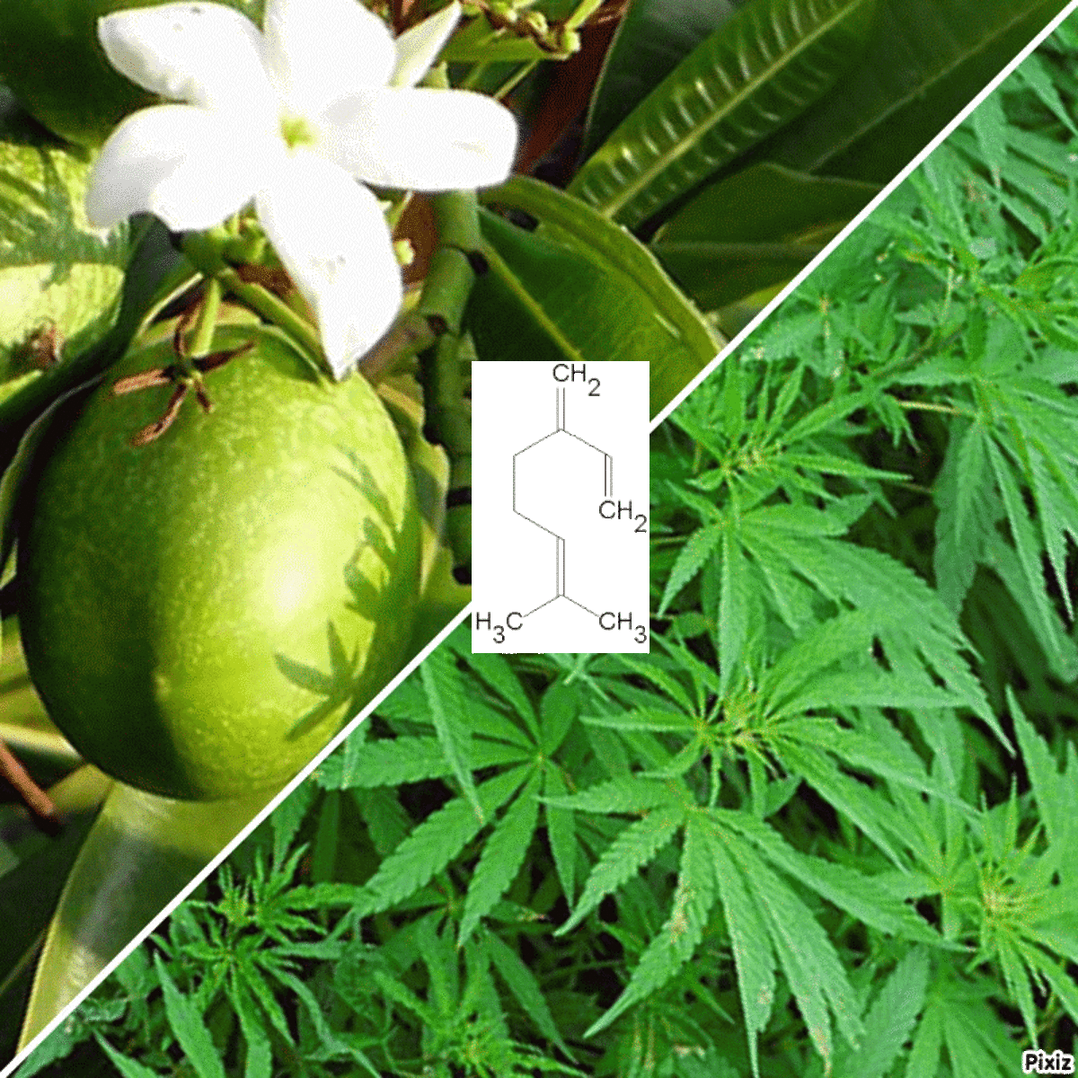 The Mango-Myrcene-THC Connection: Is It for Real?