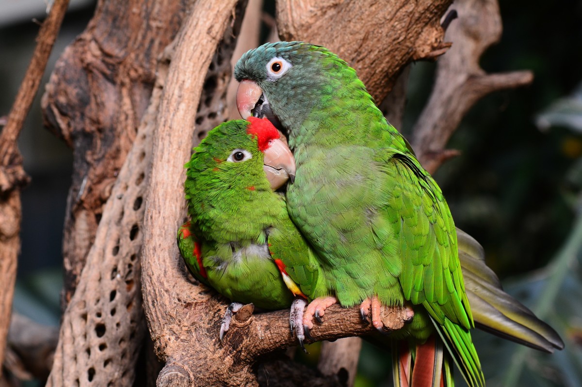 450 Best Names For Lovebirds PetHelpful