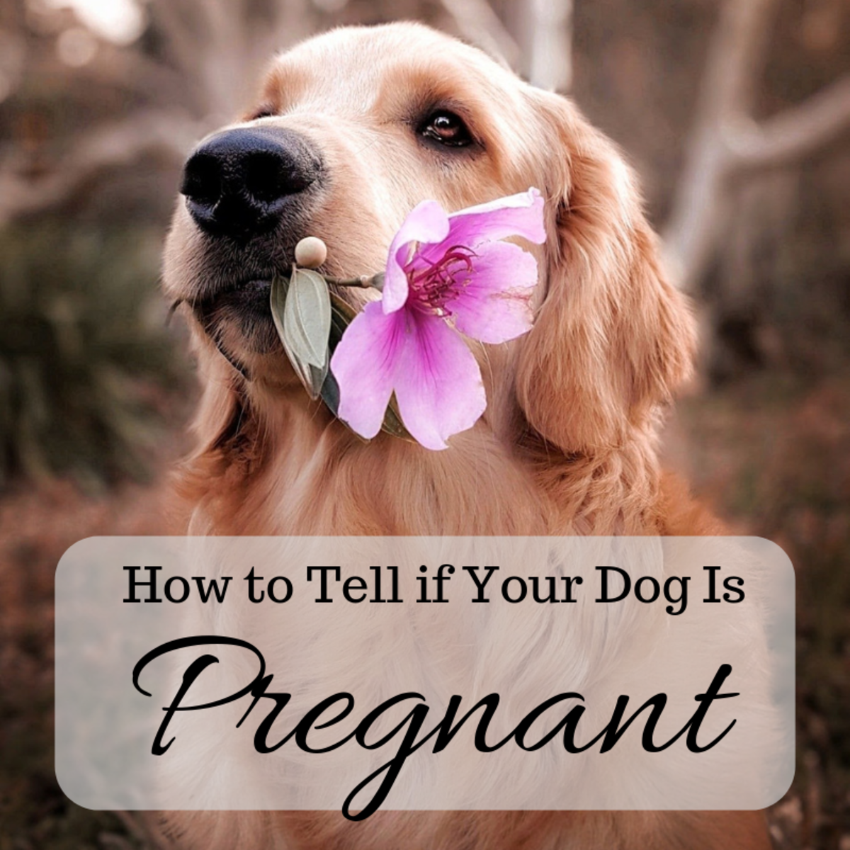 How to Tell If Your Dog Is Pregnant: Signs and Home Pregnancy Tests -  PetHelpful