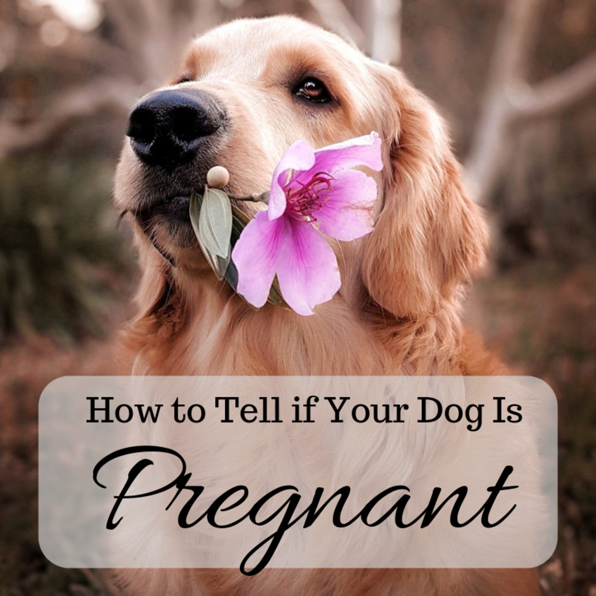 How To Tell If Your Dog Is Pregnant Signs And Home Pregnancy Tests 