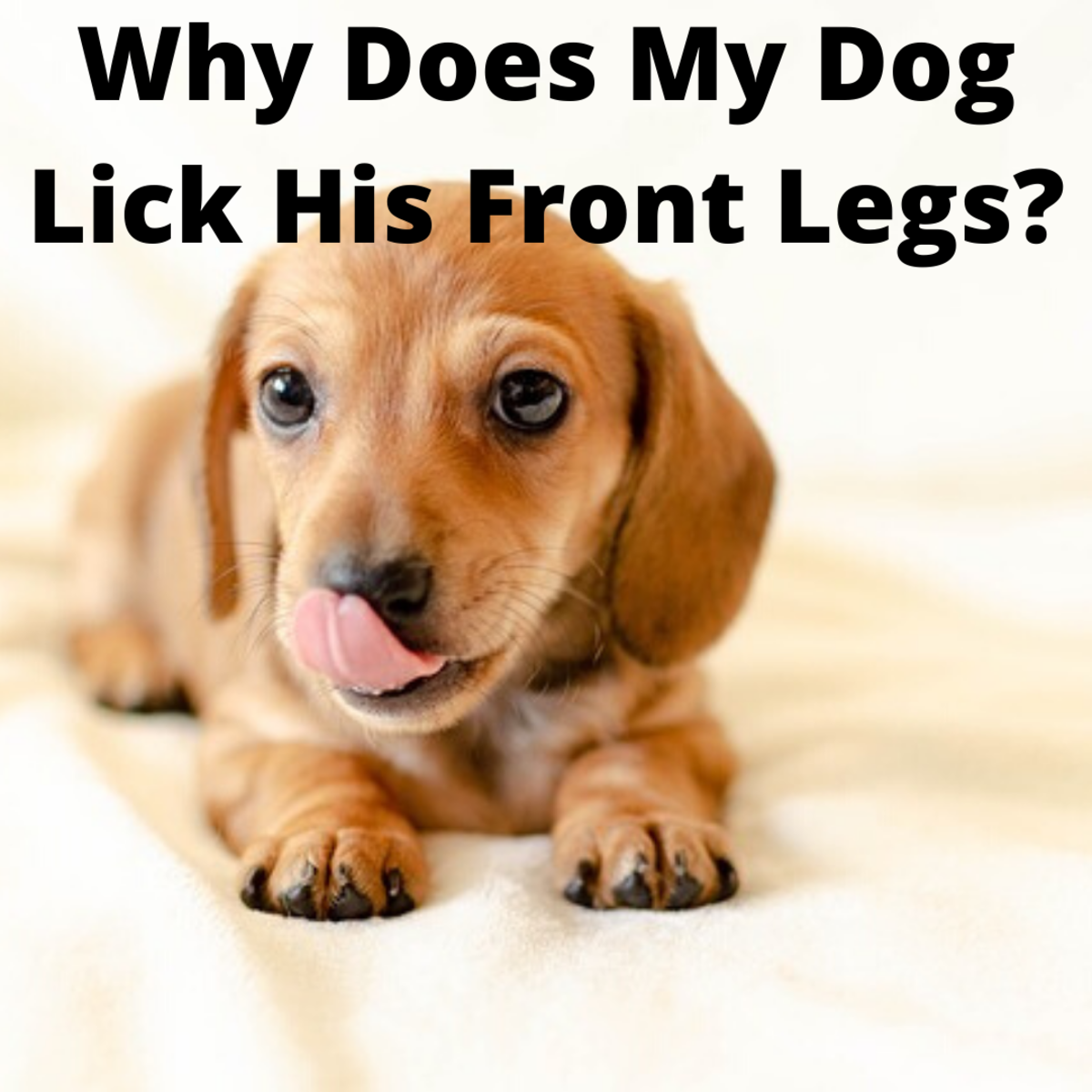 Find out why your dog licks it's legs and feet.