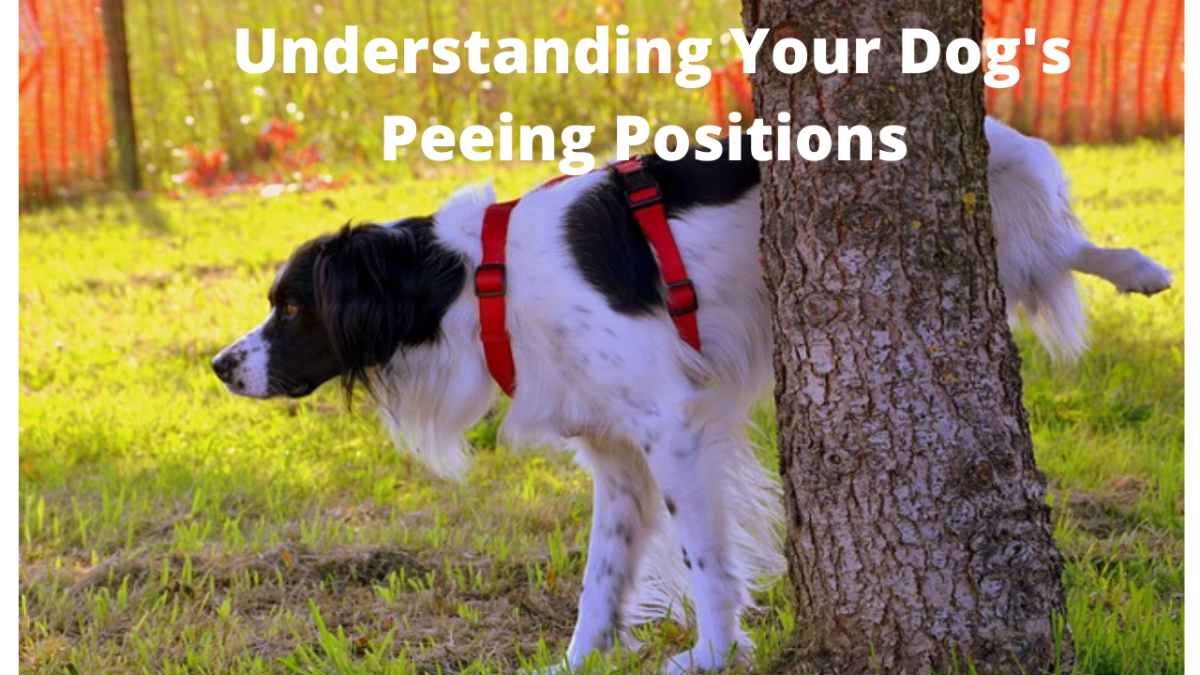 There are reasons why your dog relieves itself in certain positions.
