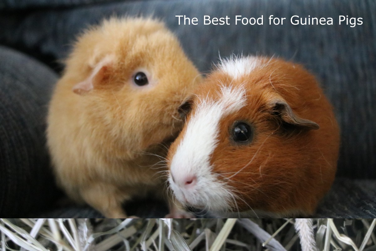 best guinea pig food