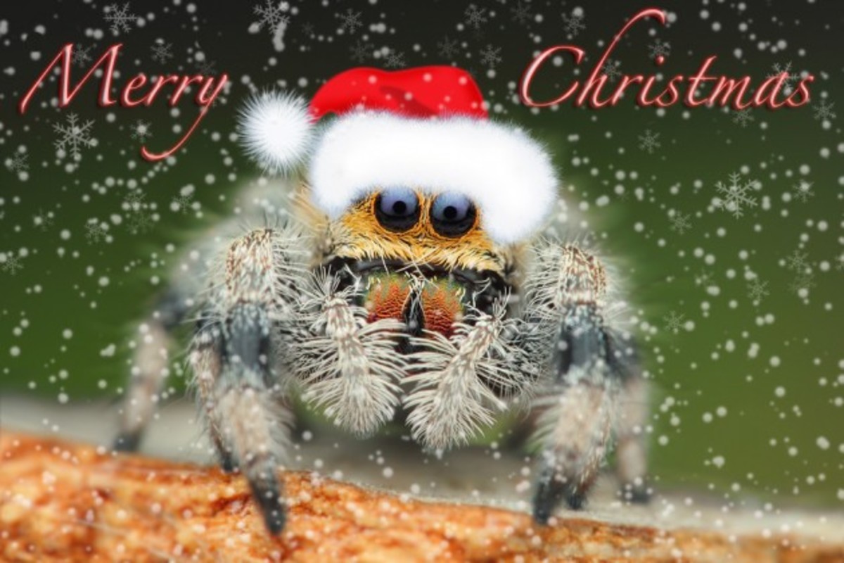 Spiders and Christmas in Europe