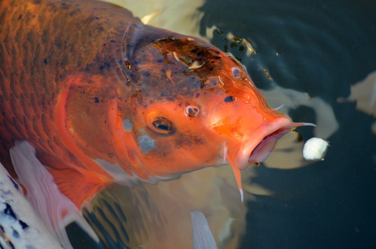 How to Feed Adult Koi Fish