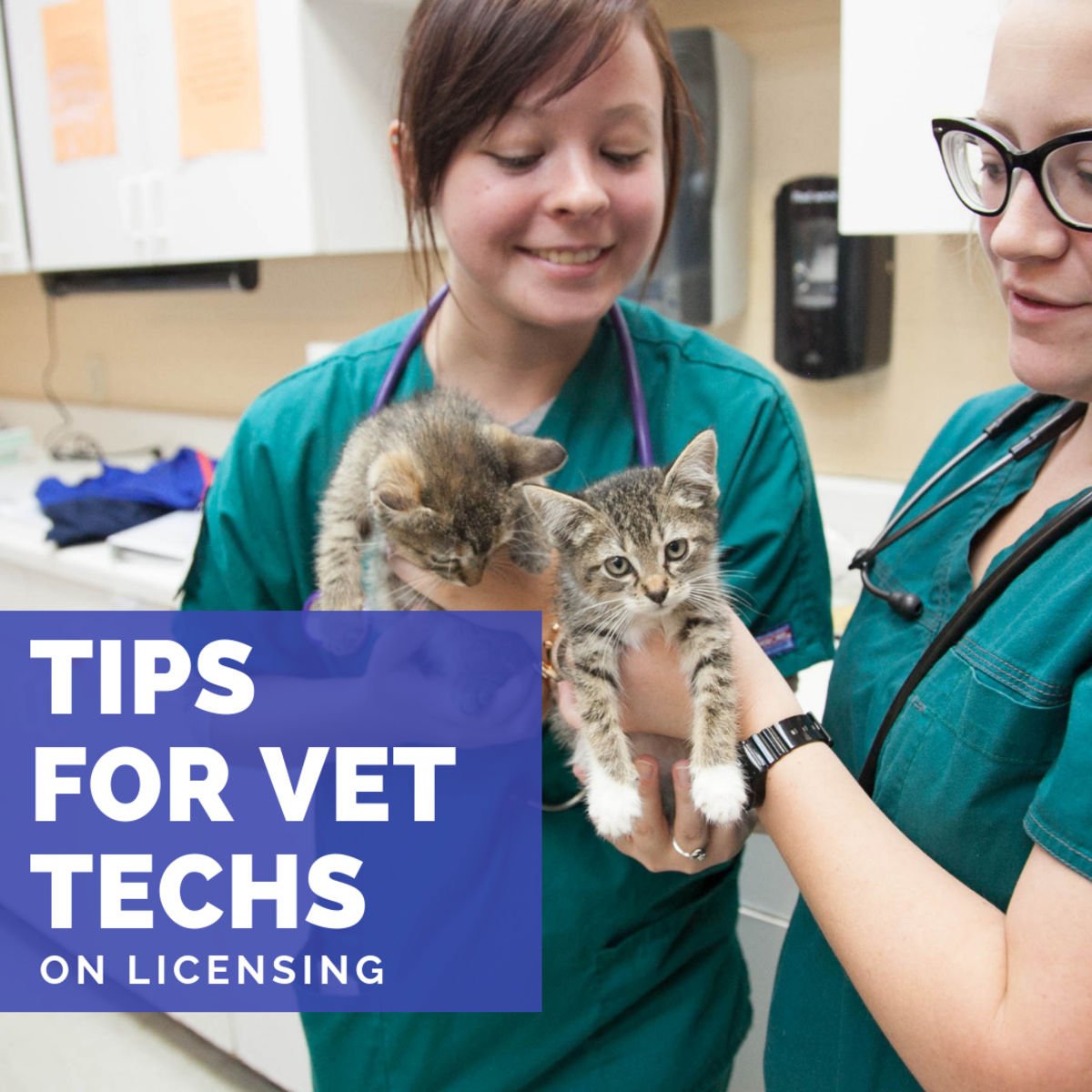 How to become a licensed vet tech.