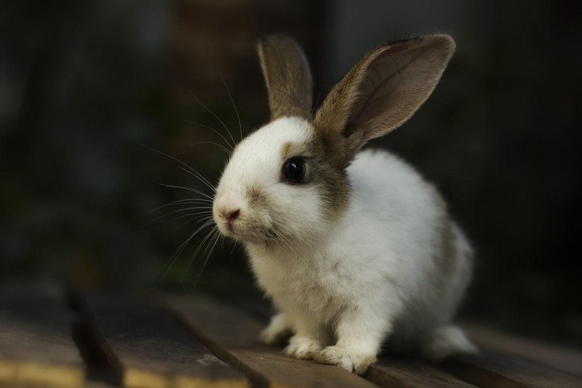 How to Adopt a Rabbit From a Shelter PetHelpful