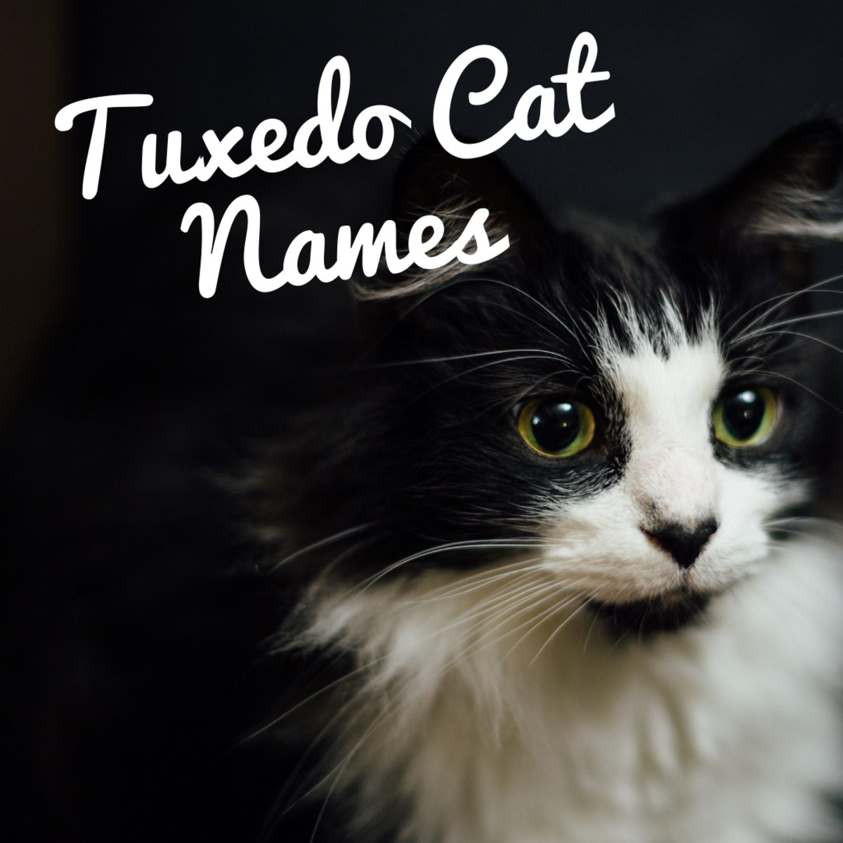 Black And White Cat Names Freeloadssolo