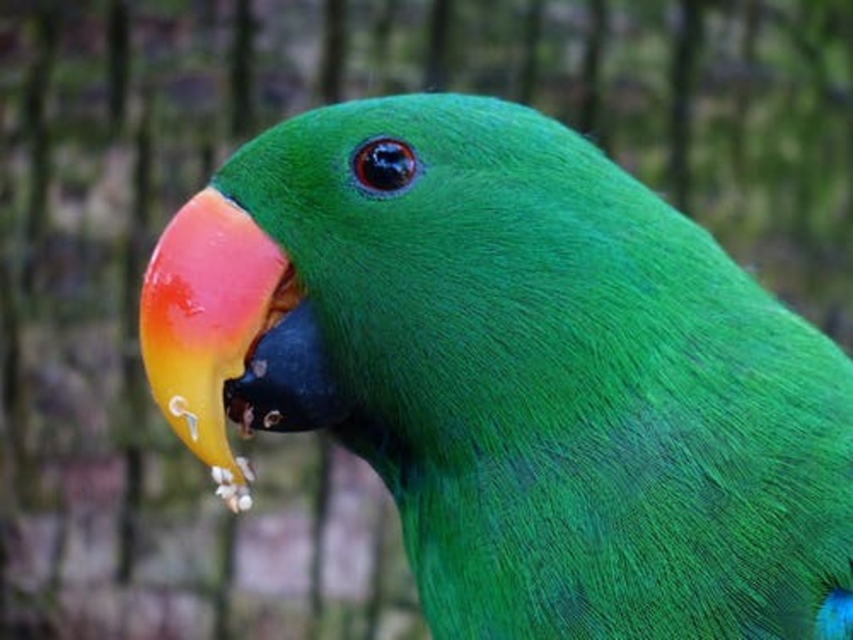 Clever Green Parrot - Poem